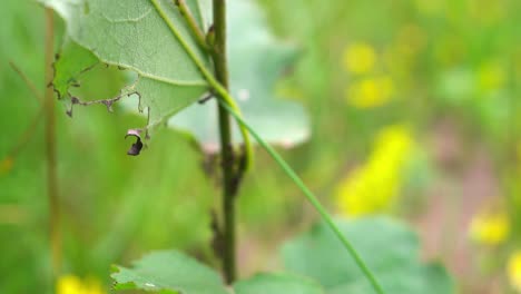 mariquita de siete puntos sentada en una hoja y haciendo lo suyo en una foto macro en la isla de texel, países bajos