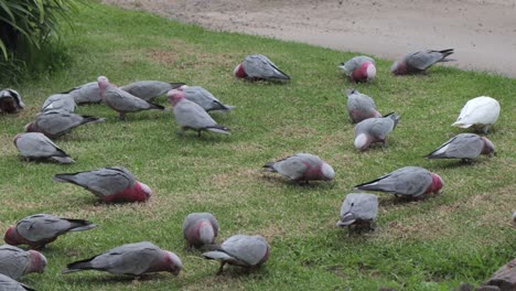 Rosakakadus-Und-Ein-Nymphensittich-Fressen-Gras-Australien-Maffra-Gippsland-Victoria