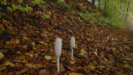 Two-Shaggy-Mane-Mushrooms-By-a-Road-in-Gyllebo-Forest-in-Autumn-Surrounded-By-Orange-Leafs,-Skåne-Sweden---Static-Wide-Shot