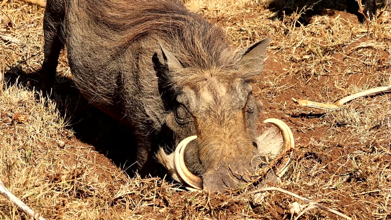 Close-up slomo of adult common warthog digging up grass roots from dry soil