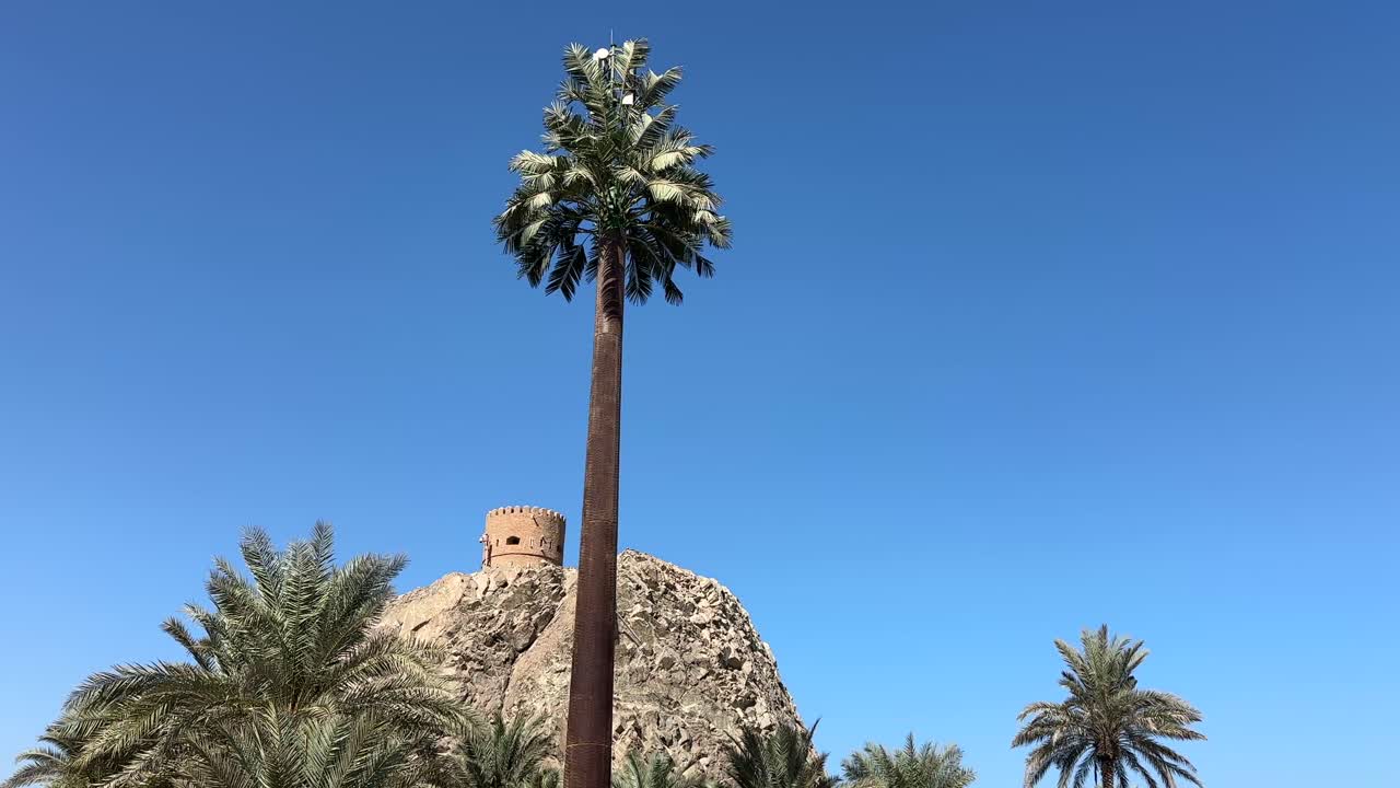Palm Tree 5G Cell Tower Disguised Telecom Antenna in Muscat Oman