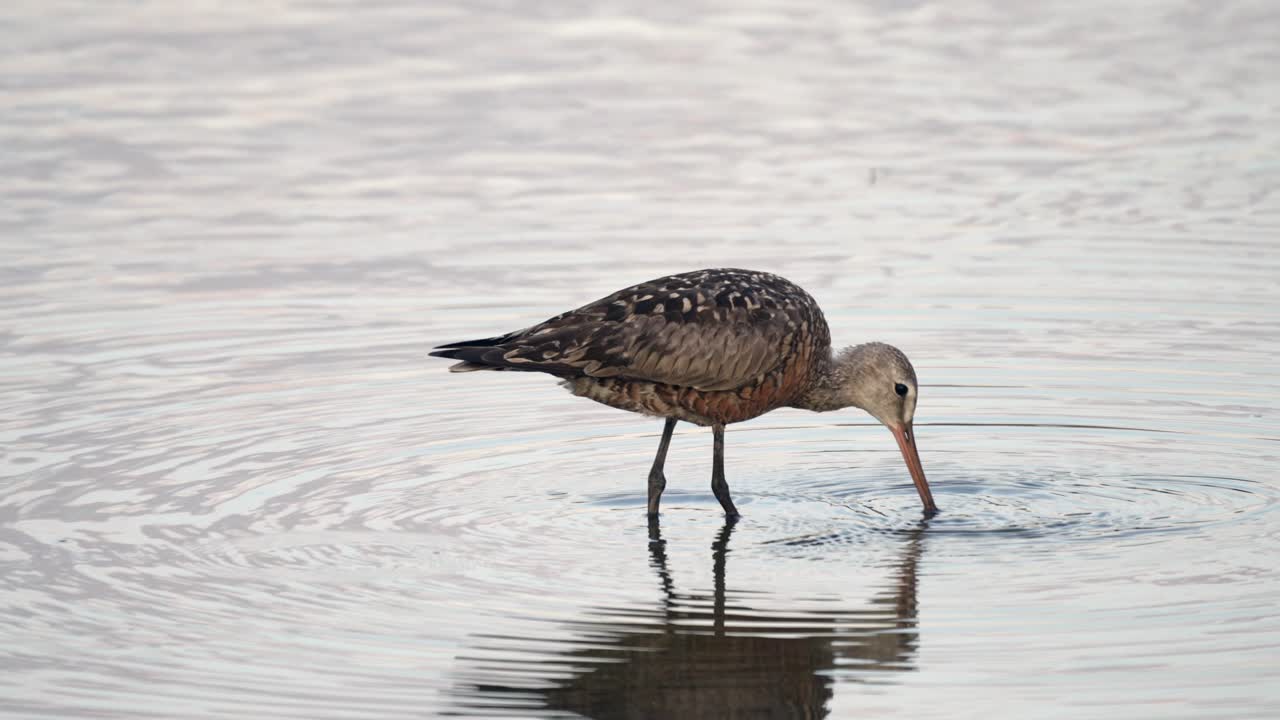 un godwit hudsoniano alimentándose en el agua de un lago a la luz de la tarde