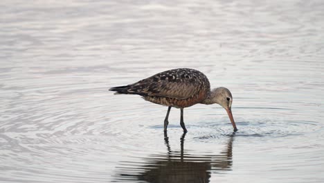 un godwit hudsoniano alimentándose en el agua de un lago a la luz de la tarde