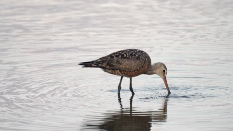 a hudsonian godwit feeding in the water of a lake in the early evening light