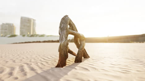 un pedazo de una vieja raíz está tendido en la arena de la playa