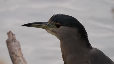 a closeup of a black-crowned heron with rippling water