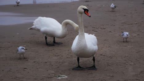 A-pair-of-Swans-and-three-seagulls-on-the-sandy-beach-of-Baltic-Sea