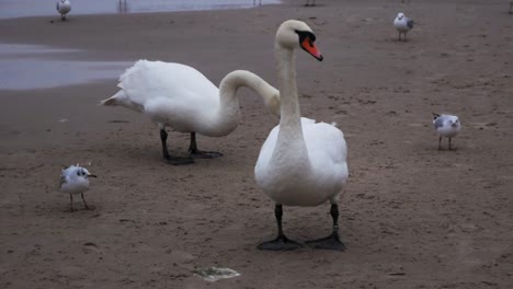 Ein-Paar-Schwäne-Und-Drei-Möwen-Am-Sandstrand-Der-Ostsee