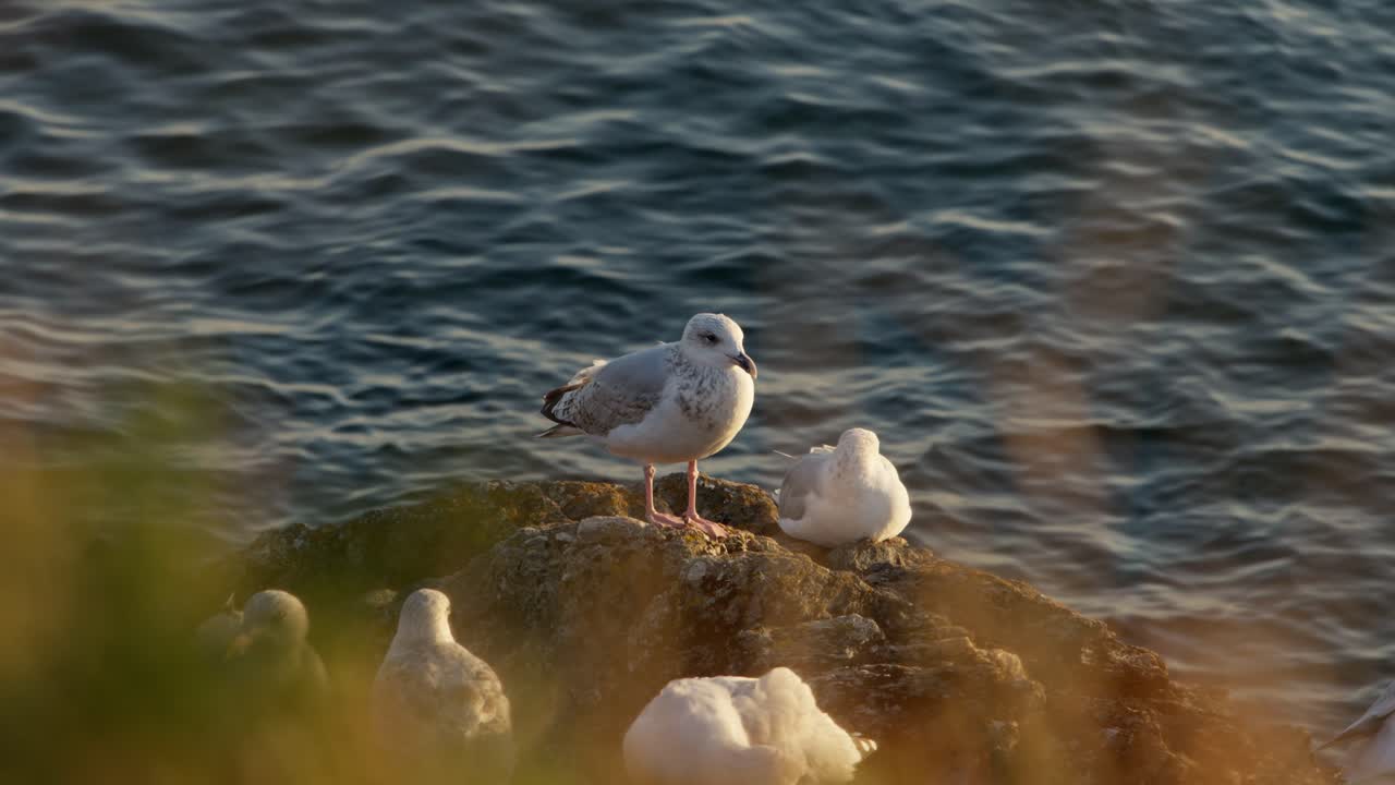 En gruppe måger sad på klipper ved havet i Bretagne og nød den fredfyldte atmosfære fra den nedgående sol