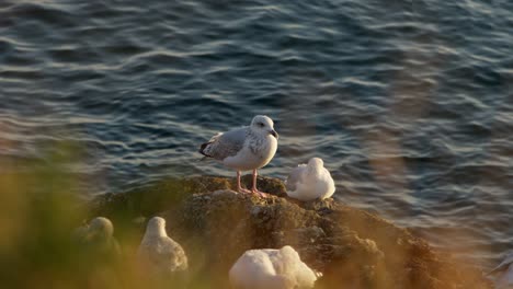 A-group-of-seagulls-perched-on-rocks-by-the-sea-in-Brittany,-enjoying-the-peaceful-atmosphere-of-the-setting-sun