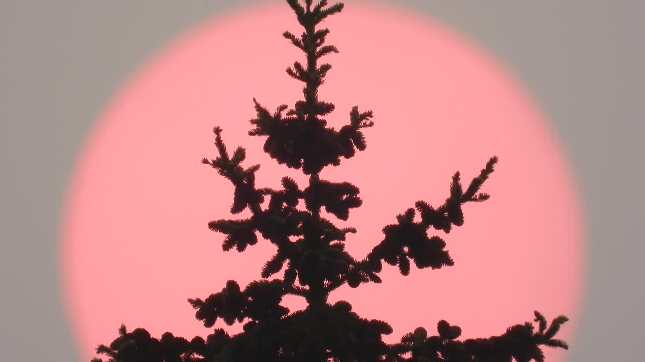 Tree top silhouette against hazey smoke red sun sky from wildfires