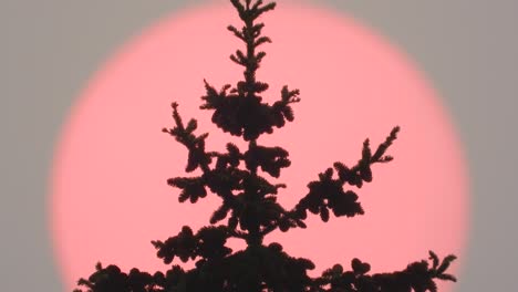Baumkronensilhouette-Vor-Dunstigem-Rauch,-Roter-Sonnenhimmel-Durch-Waldbrände