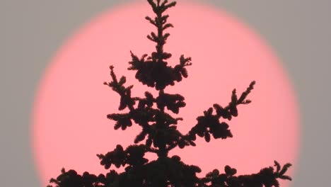 tree top silhouette against hazey smoke red sun sky from wildfires