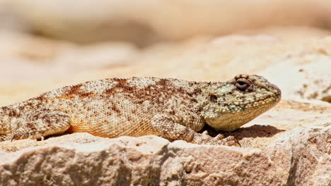 Südliche-Felsenagama-Sonnt-Sich-Mittags-Auf-Einem-Felsen,-Nahaufnahme-Im-Profil