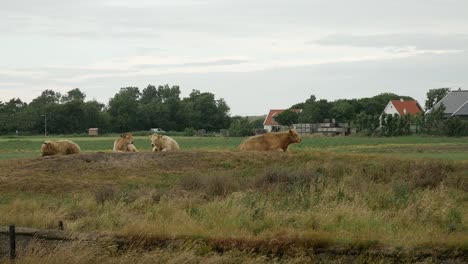 4K-Wide-shot-showing-wild-scottish-cows-resting-on-farm-pasture-during-cloudy-day