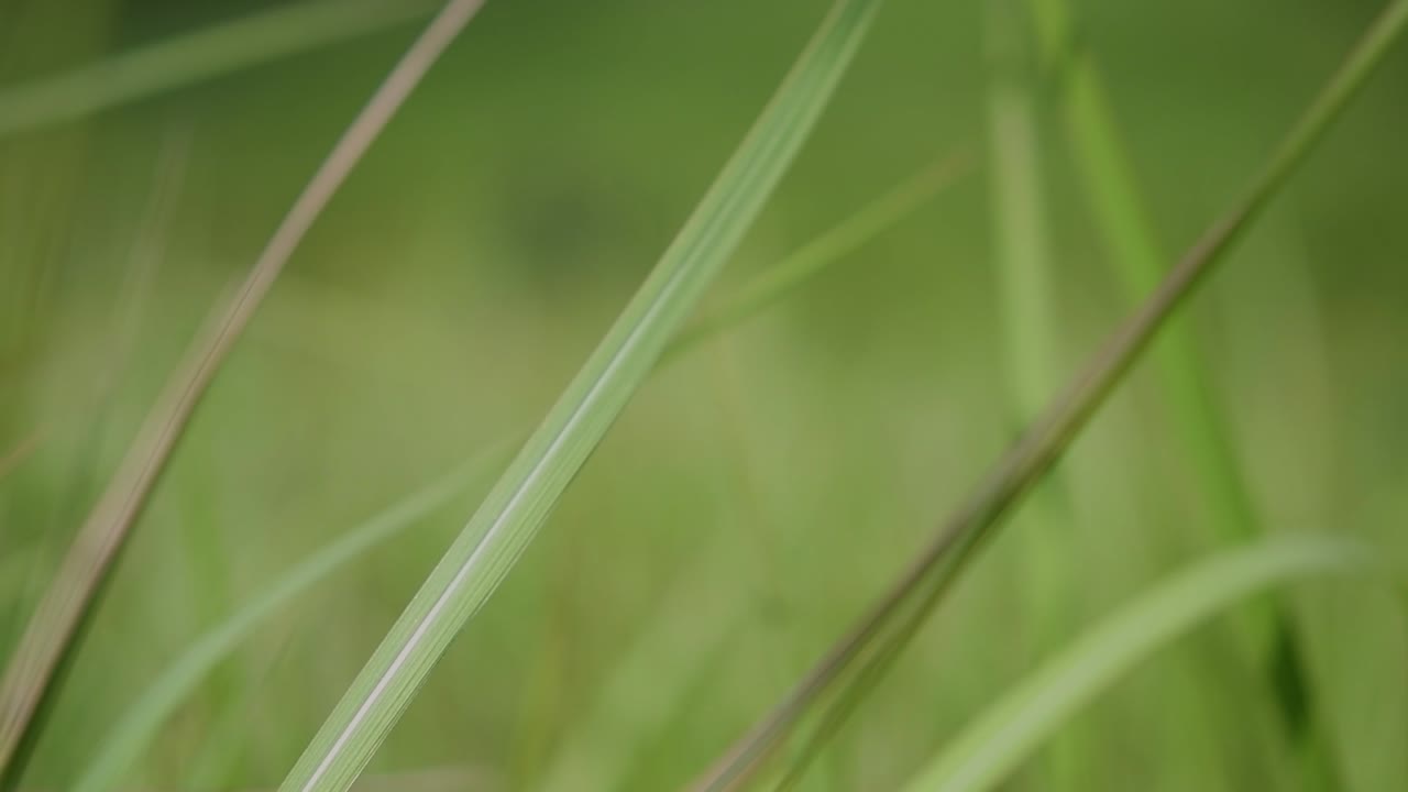 una hierba perenne originaria de asia tropical y subtropical y también introducida en varios países