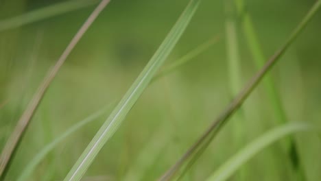 A-perennial-grass-native-to-tropical-and-subtropical-Asia-and-also-introduced-to-several-countries