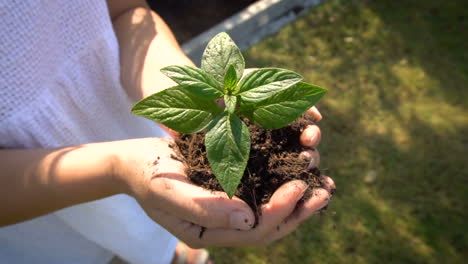 woman holding plant tree sprout in slow motion.