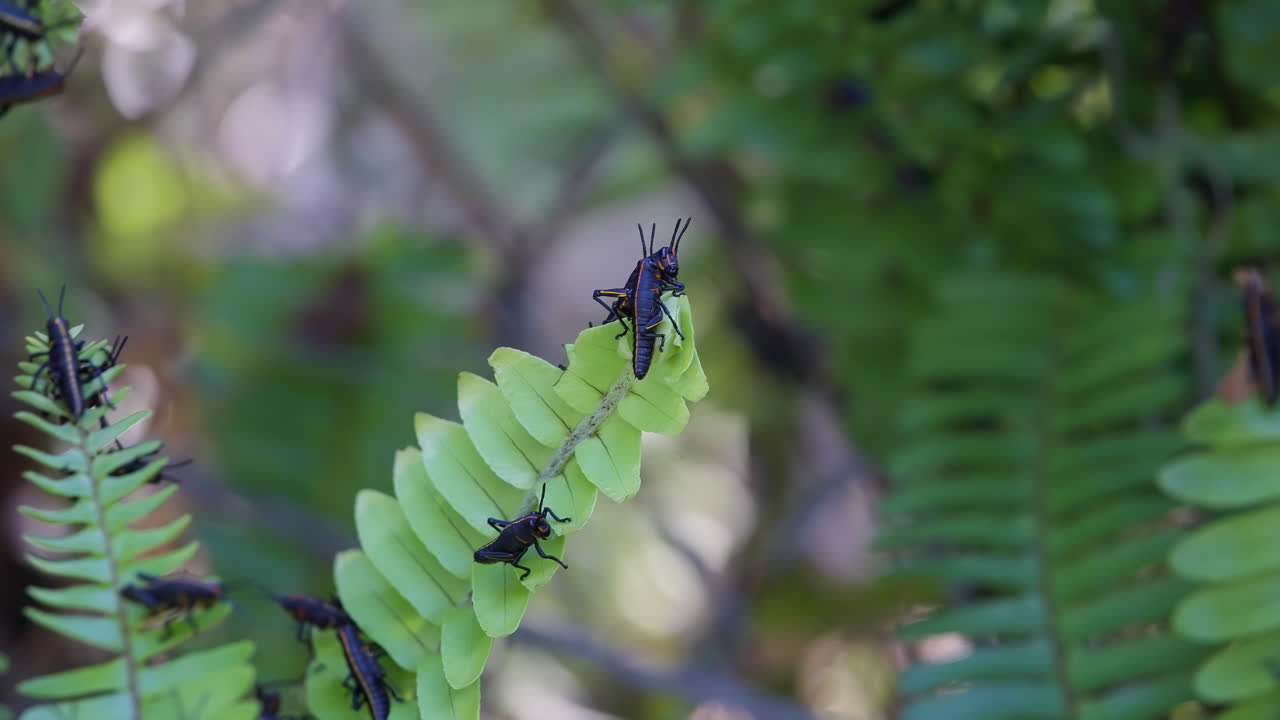Grasshopper explores vibrant fern leaves in lush undergrowth with soft natural backlight