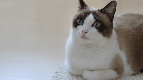 ragdoll cat