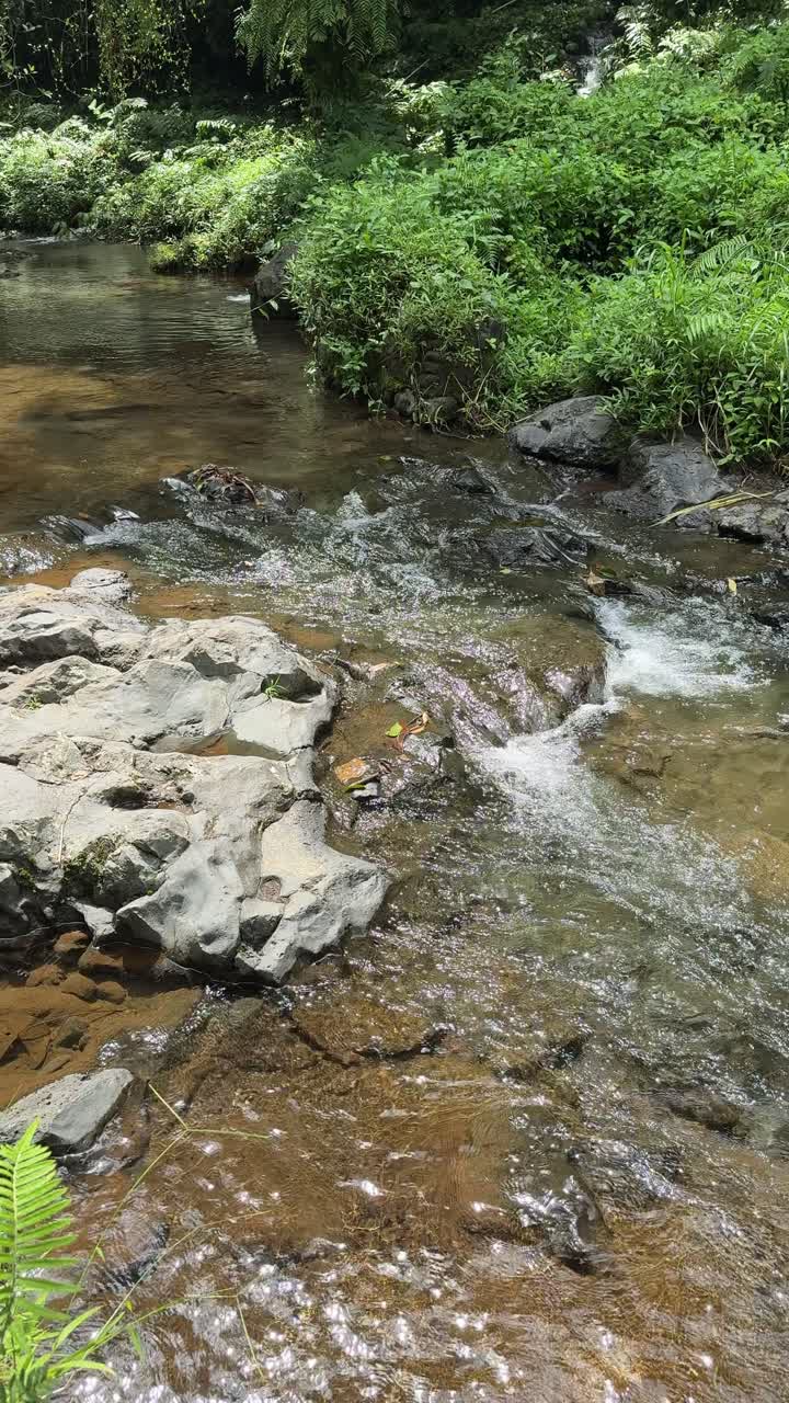 Arroyo cristalino fluyendo sobre rocas en un frondoso bosque verde