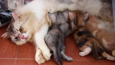 cat with kittens nursing and playing on couch