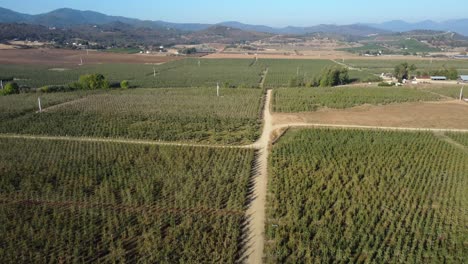 Flying-over-pear-orchards-at-the-start-of