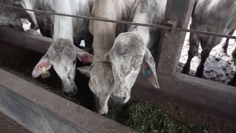 cattle close up of purebreed milk and meat farm barns production livestock animals