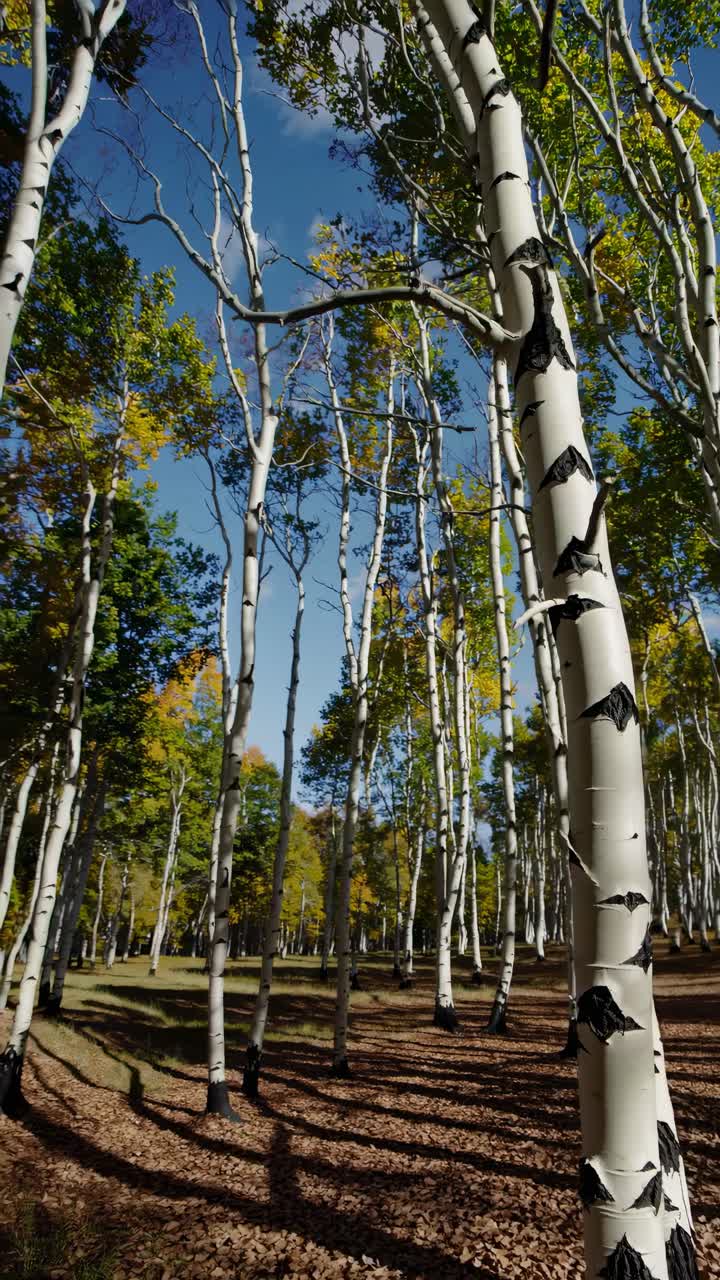 Vertical video capturing a serene forest of tall birch trees from a low-angle
