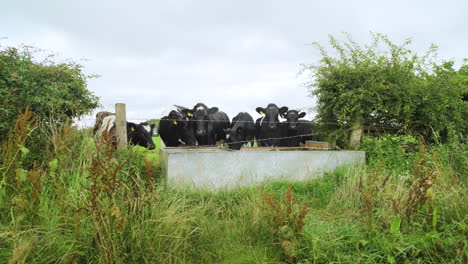 Vacas-Bebiendo-Agua-De-Un-Abrevadero-En-La-Campiña-Inglesa-En-Un-Día-Húmedo-Gris