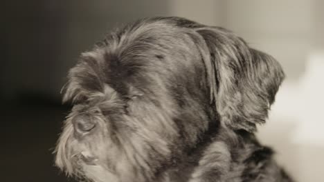 bright sun in close up of black dogs face causing him to blink