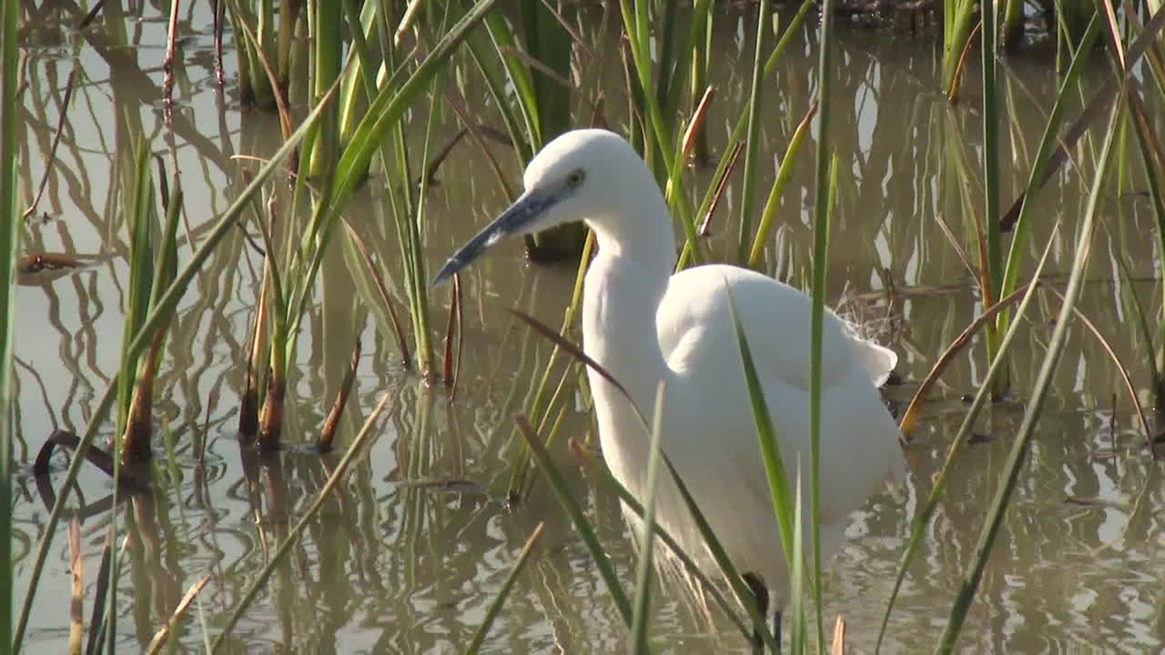 White Heron in a Marsh