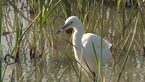 white heron in a marsh