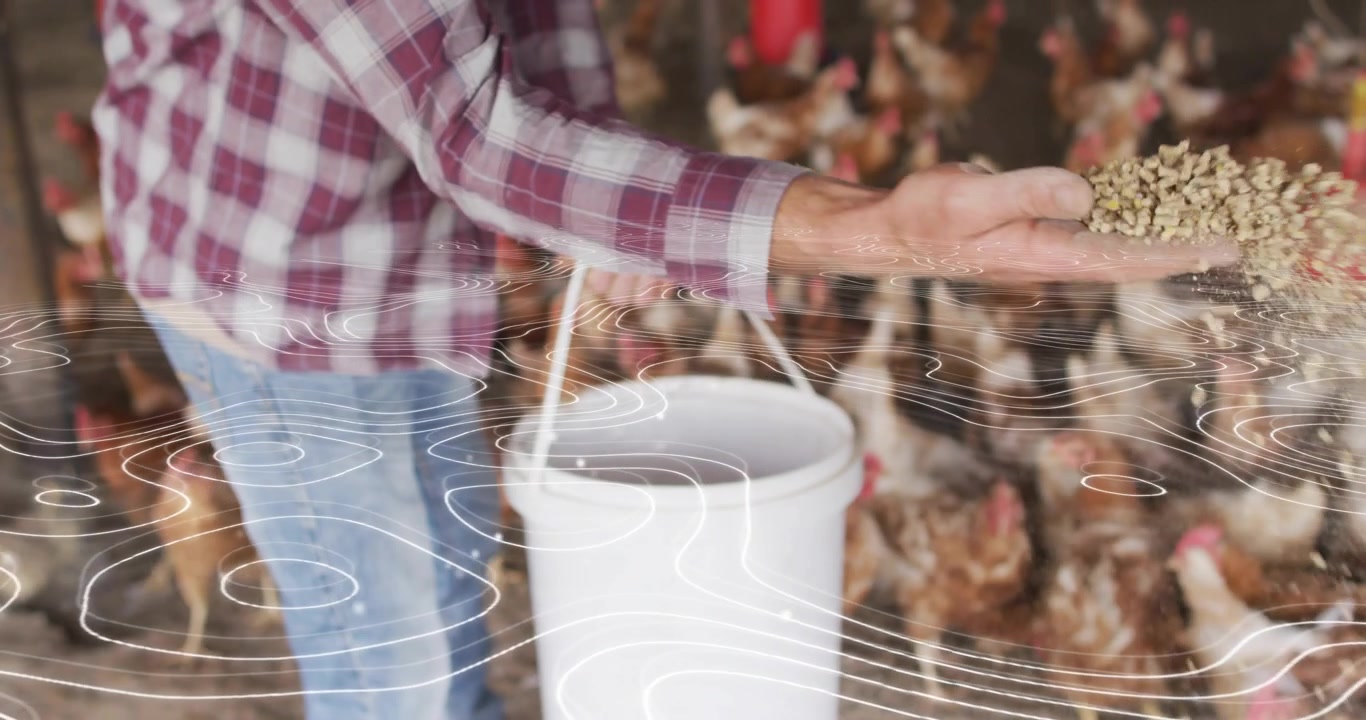 Người nông dân đưa tay vào xô múc viên thức ăn chăn nuôi để cho gà đẻ ăn