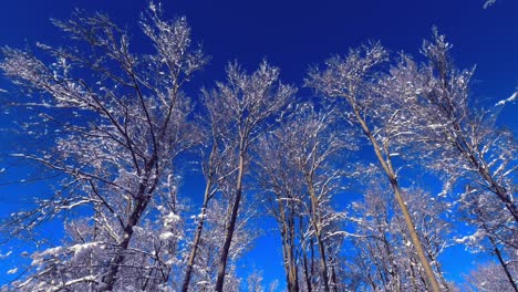 Langsam-Rotierende-Aufnahmen-Von-Espenbäumen-Aus-Niedriger-Perspektive,-Bedeckt-Mit-Schnee,-Klarer-Blauer-Himmel-Im-Hintergrund