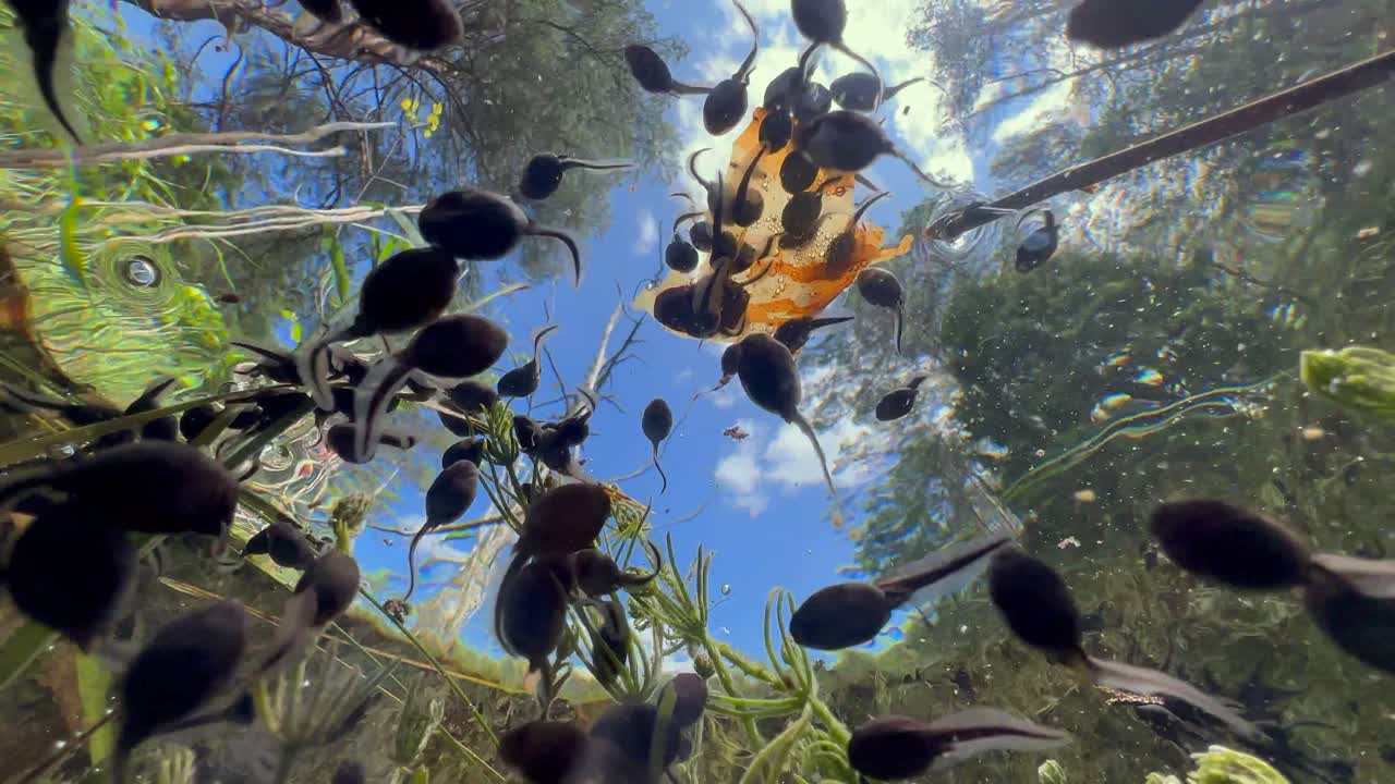 Underwater upward view of Common toad (Bufo bufo) tadpoles swimming around. Estonia