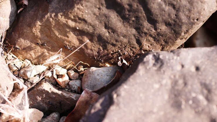 Crowd of crawling bullet ants during sunny day between rocks working in teamwork