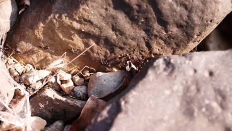 Crowd-of-crawling-bullet-ants-during-sunny-day-between-rocks-working-in-teamwork