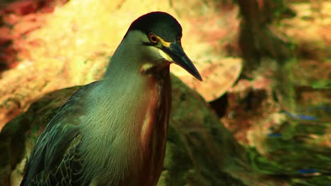 Garza-Estriada,-Mirando-Fijamente,-Pájaro,-Parado-En-El-Agua,-Garza-De-Manglar,-Especie-De-Ave-Garza,-Pájaros-Butorides-Striata,-Ojo,-Pico,-Primer-Plano-Hermoso-De-Plumas,-Garzas-Estriadas-De-Primer-Plano