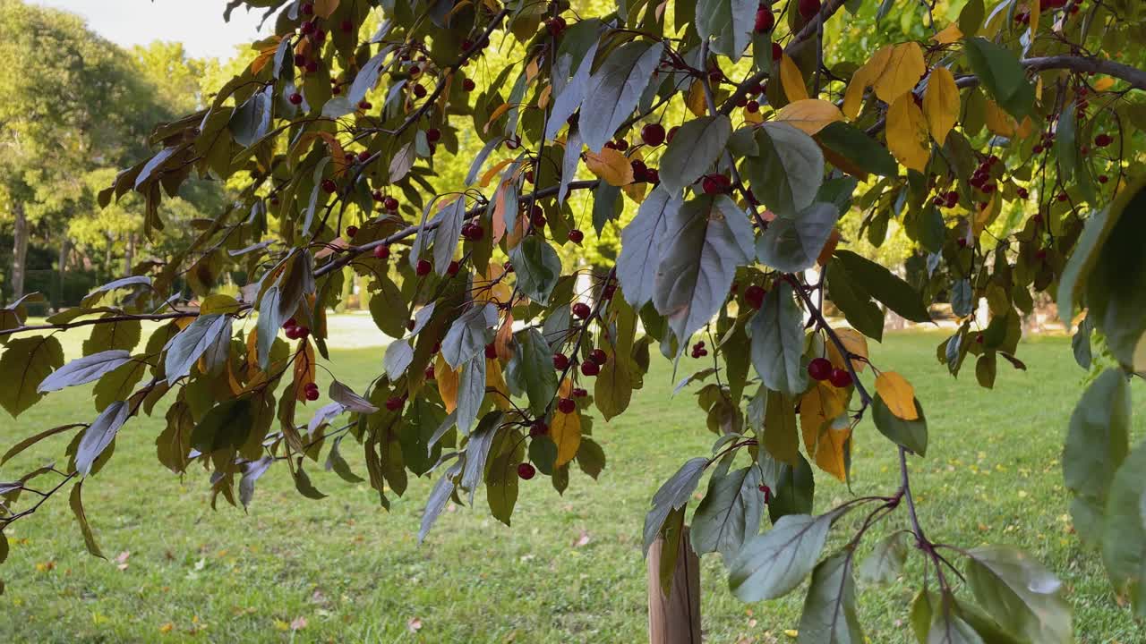 Slow motion footage of a bush in the foreground located in a magnificent park with trees and green soil, the bush has green leaves and some yellow, it is full of red berries, it is in the afternoon