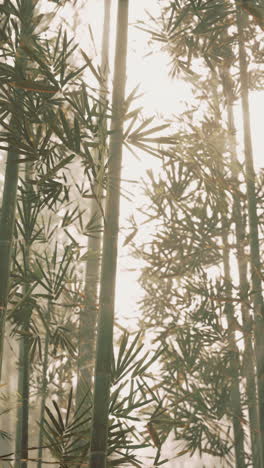 sunbeams filtering through a dense bamboo forest