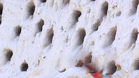 Colorful-Southern-Carmine-Bee-eaters-leave-their-cliffside-burrows