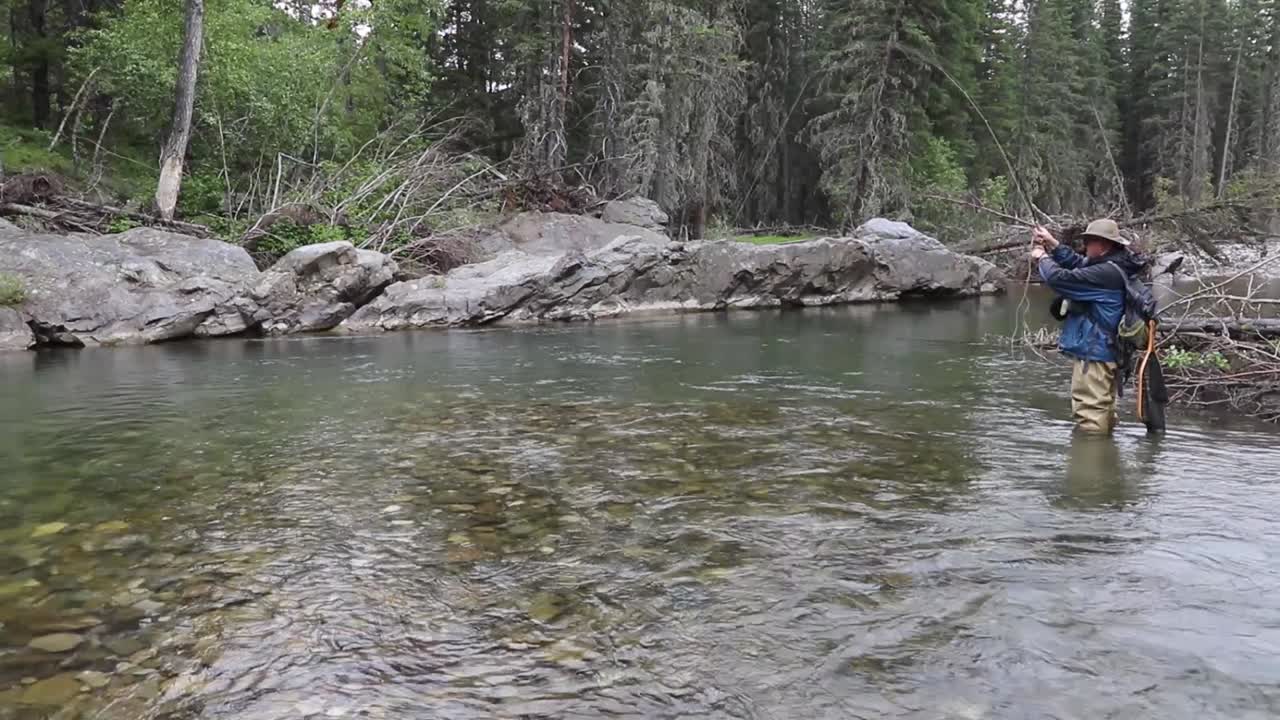 un pescador de mosca solitario atrapa, aterriza y libera con éxito un pez salvaje y nativo en una piscina productiva en el río oldman superior en la región montañosa rocosa del suroeste de alberta.