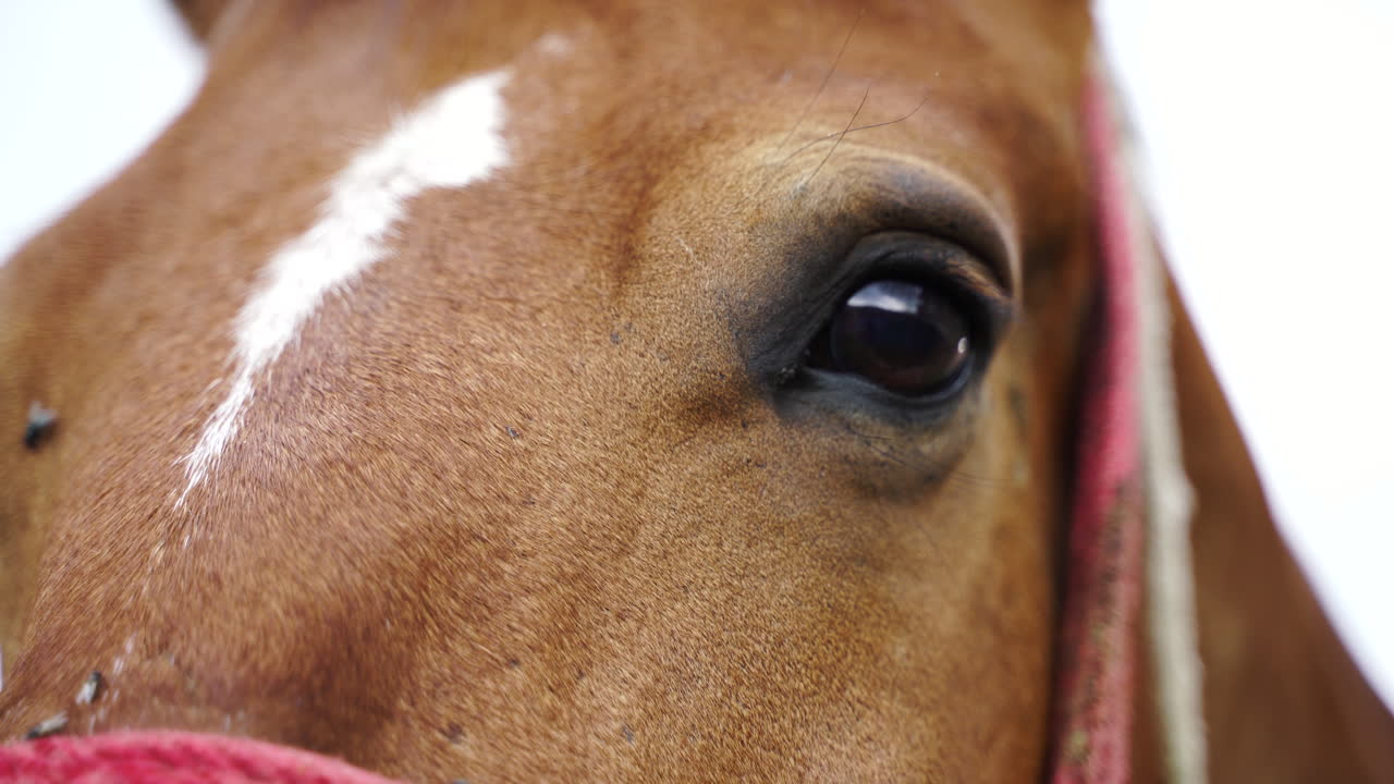 Gli occhi di un bellissimo cavallo marrone.