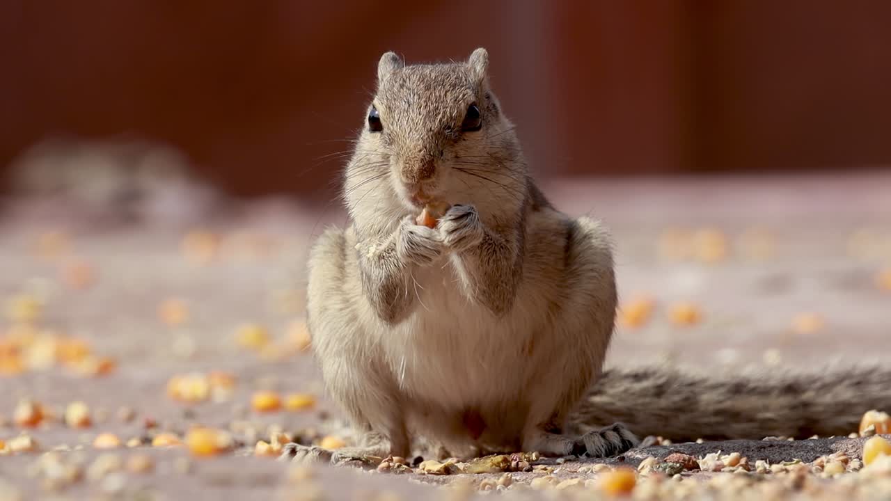 Indian palm squirrel or three-striped palm squirrel (Funambulus palmarum) is a species of rodent in the family Sciuridae found naturally in India (south of the Vindhyas) and Sri Lanka.