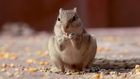 Indian-palm-squirrel-or-three-striped-palm-squirrel-(Funambulus-palmarum)-is-a-species-of-rodent-in-the-family-Sciuridae-found-naturally-in-India-(south-of-the-Vindhyas)-and-Sri-Lanka.