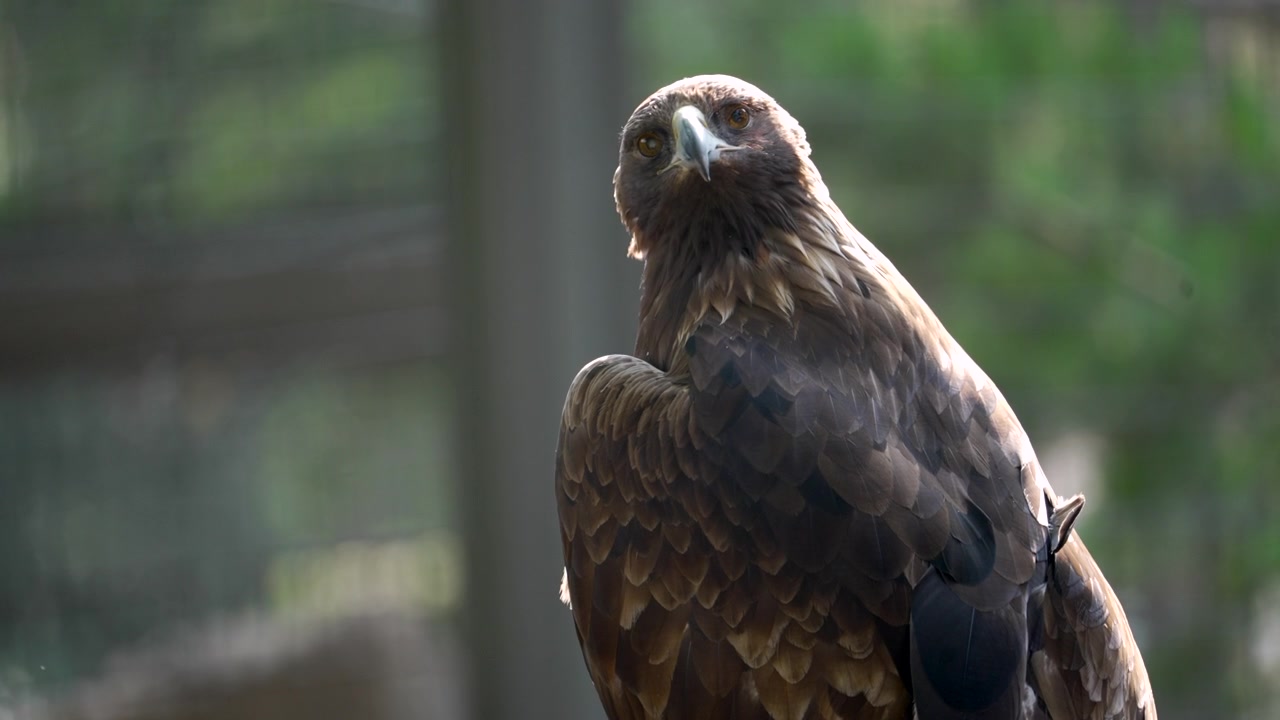 Close-up do olhar penetrante e bico adunco de uma águia, poder bruto e beleza das aves de rapina