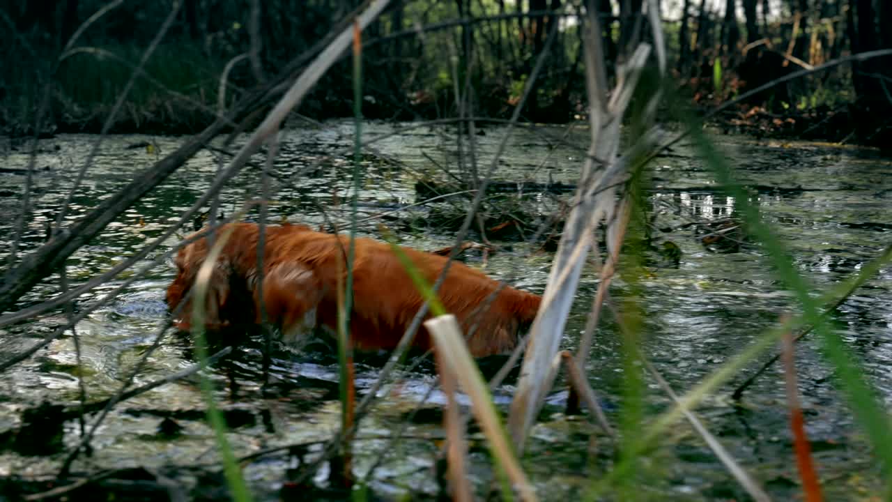 perro cocker spaniel rojo cazando aves en el agua pantanosa del pantano 4k