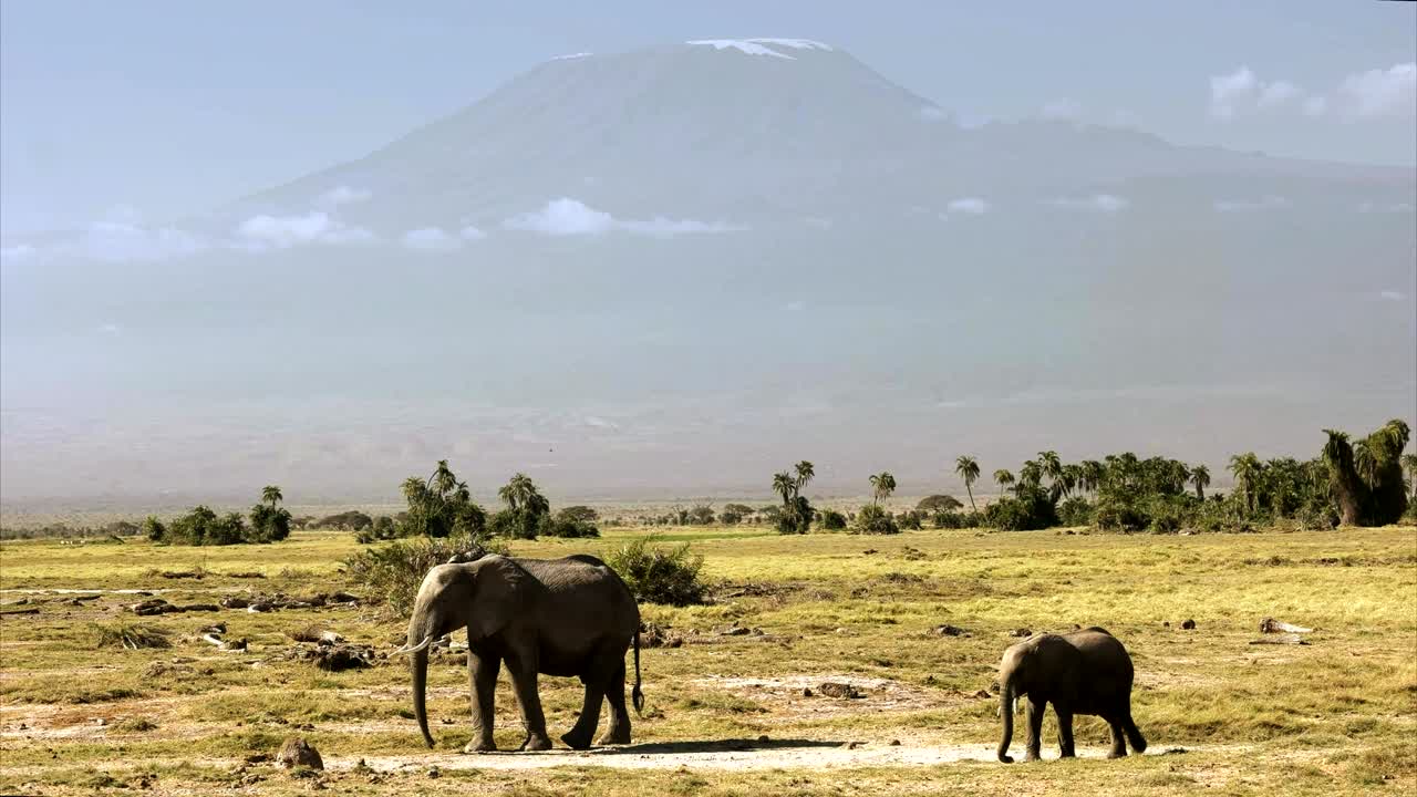 mt kilimanjaro with an elephant cow and calf at amboseli