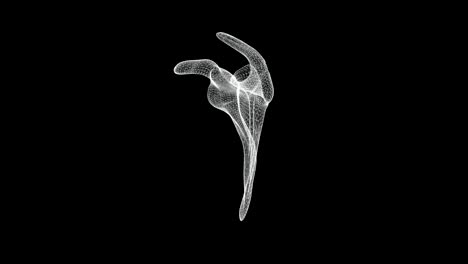 pantalla holográfica del hueso de la escápula o el hueso del omóplato del esqueleto humano en bucle